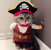 I hate pirates (even the cute ones)